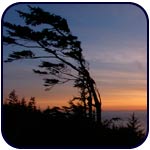 krumholtz sunset tree