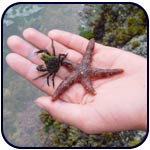 sea star