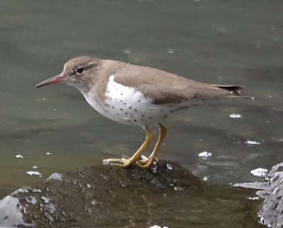 wandering tattler is often seen at spring cove