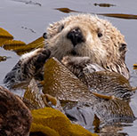 Sea Otter stories and fun facts