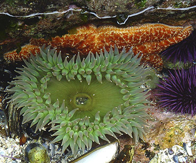 sea star