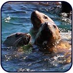 Sealions at play